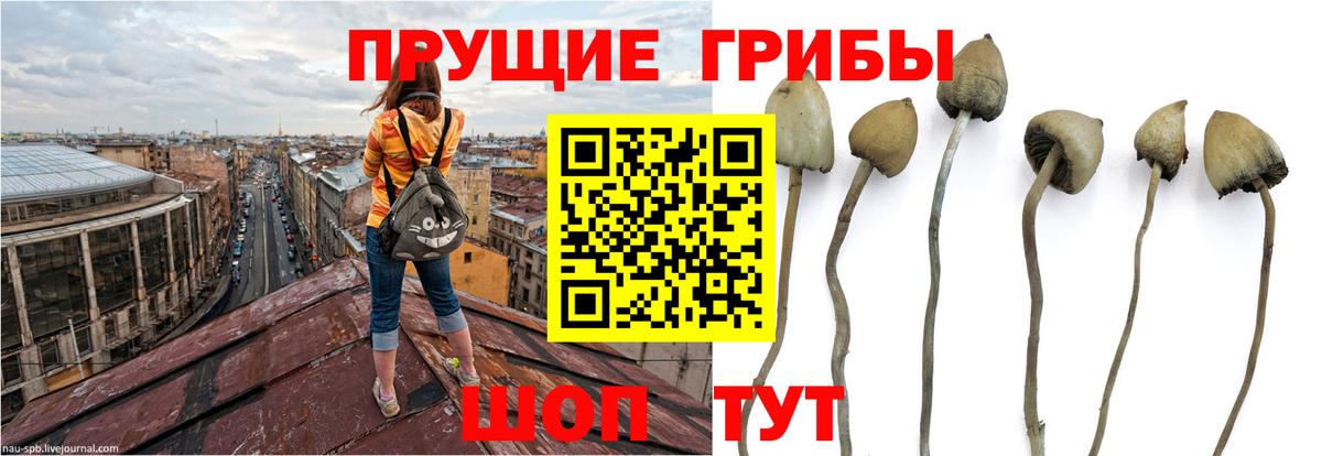 Псилоцибиновые грибы Cubensis Великие Луки